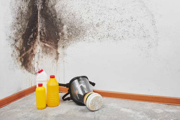 Best Mold Testing and Removal  in Bradner, OH