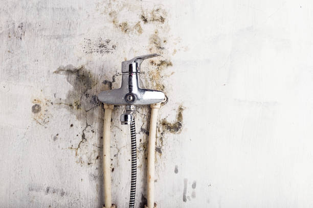 Best Mold Removal Near Me  in Bradner, OH