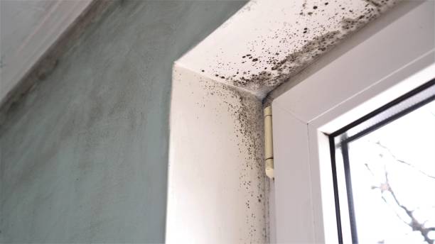 Water Damage Restoration in Bradner, OH