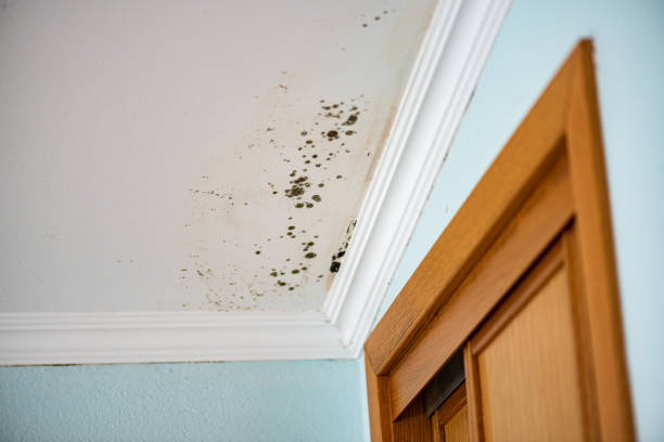 Attic Mold Removal in Bradner, OH