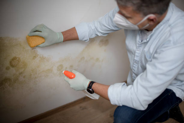 Best Home Mold Removal  in Bradner, OH