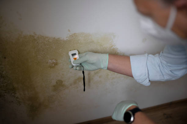 Best Emergency Mold Removal  in Bradner, OH