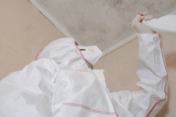 Best Attic Mold Removal  in Bradner, OH
