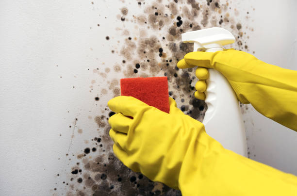 Best Local Mold Removal Service  in Bradner, OH