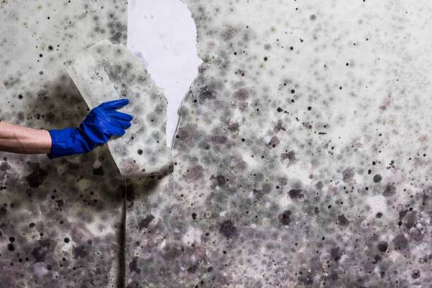 Best Same-Day Mold Removal  in Bradner, OH