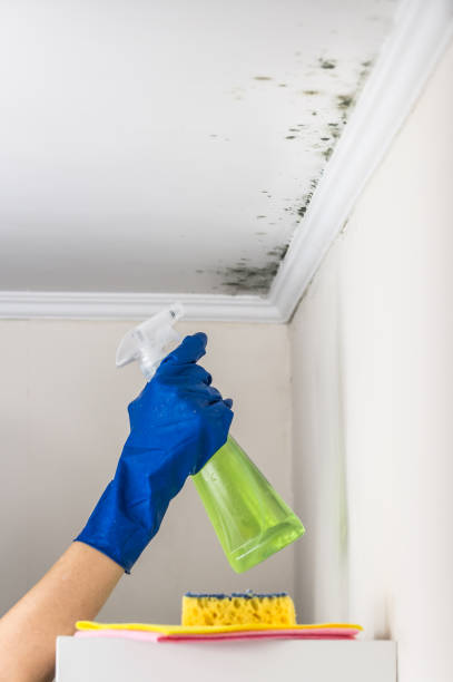 Best Mold Remediation Services  in Bradner, OH